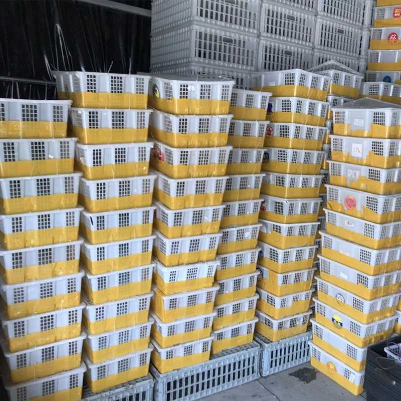 九斤红鸡苗包防疫包运输包成活率货到满意付款诚信经营