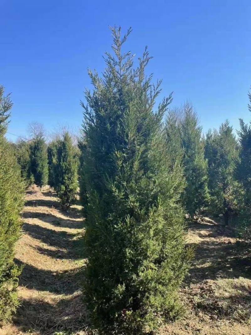 蜀侩，基地大量出售，规格齐全，质量保证