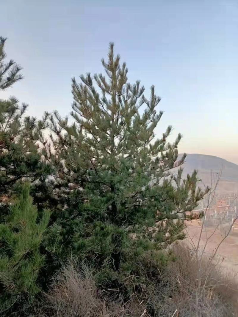 蜀侩，基地大量出售，规格齐全，质量保证