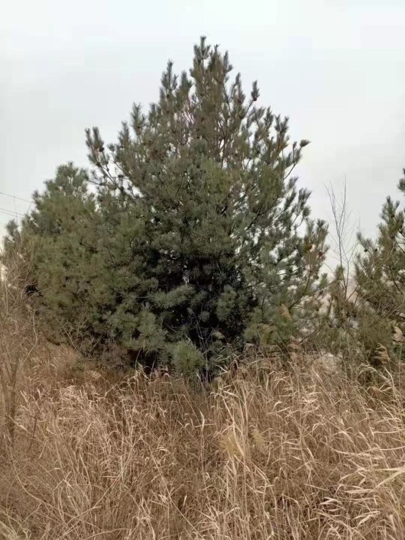 蜀侩，基地大量出售，规格齐全，质量保证