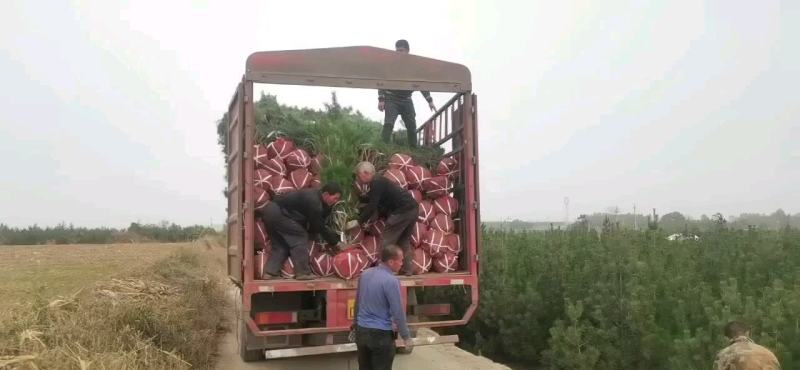 蜀侩，基地大量出售，规格齐全，质量保证