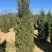 蜀侩，基地大量出售，规格齐全，质量保证