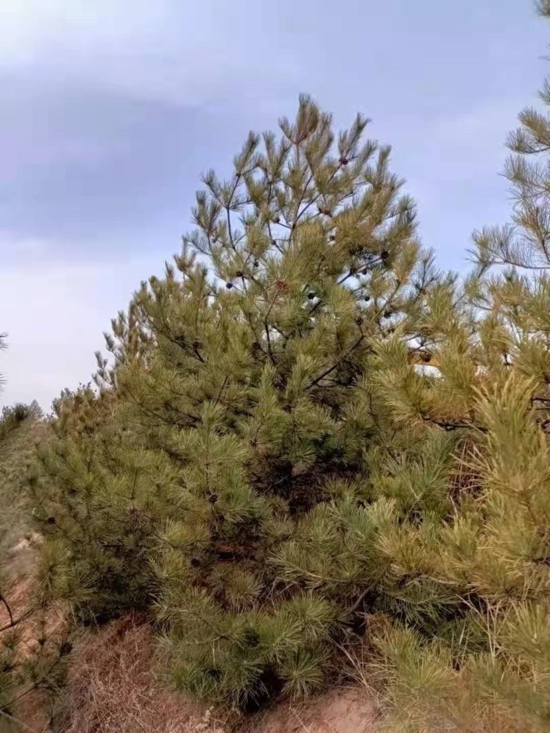 蜀侩，基地大量出售，规格齐全，质量保证