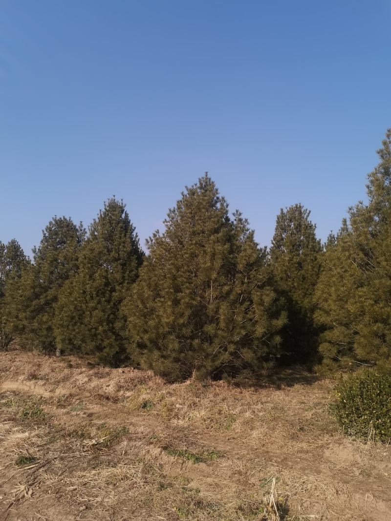 蜀侩，基地大量出售，规格齐全，质量保证