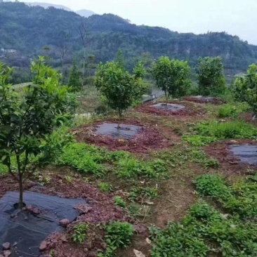 pe防草园艺地布大棚地布除草垫除草地布除草布果园防草布厂