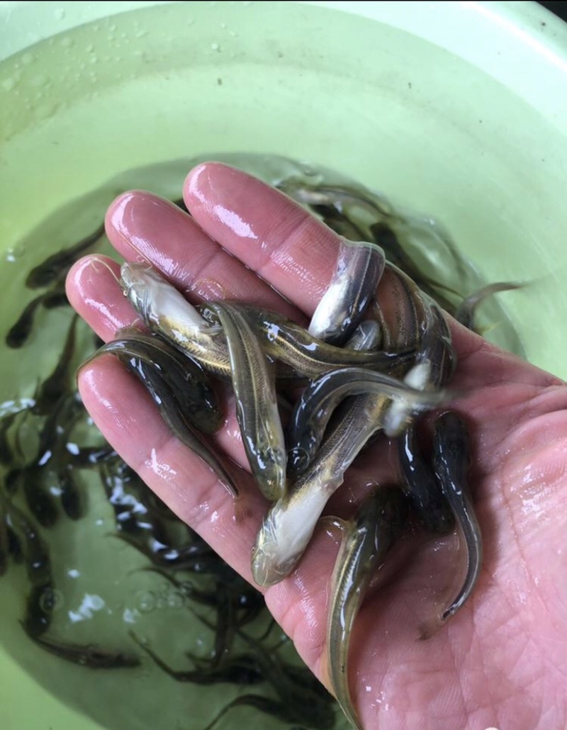 【南方大囗鲶鱼苗】大鲶河鲶，养殖周期短，渔场直供，全国发货