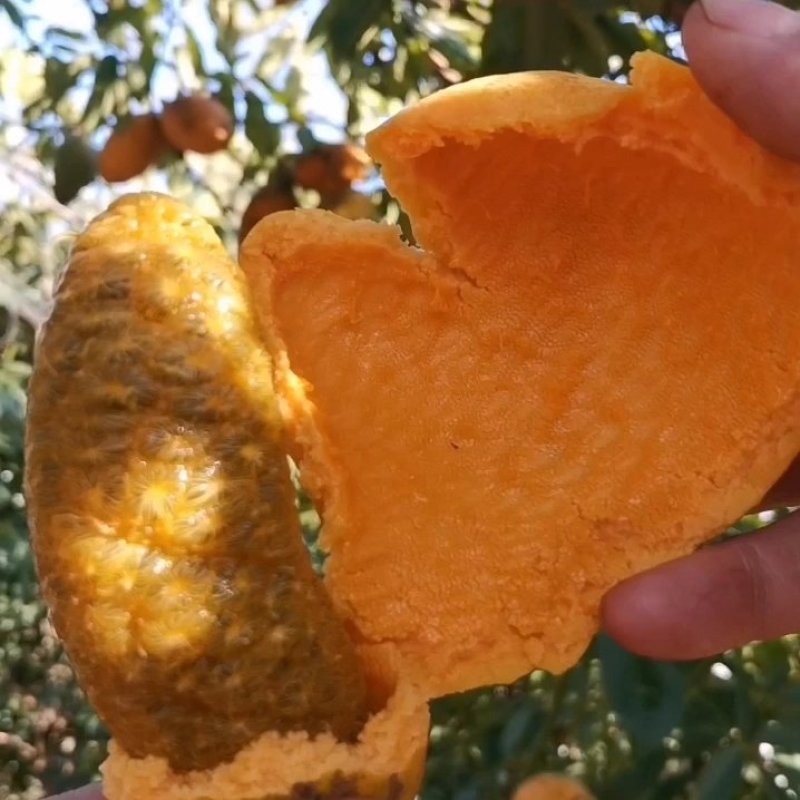 九月黄大苗挂果快成活率高的九月瓜种苗
