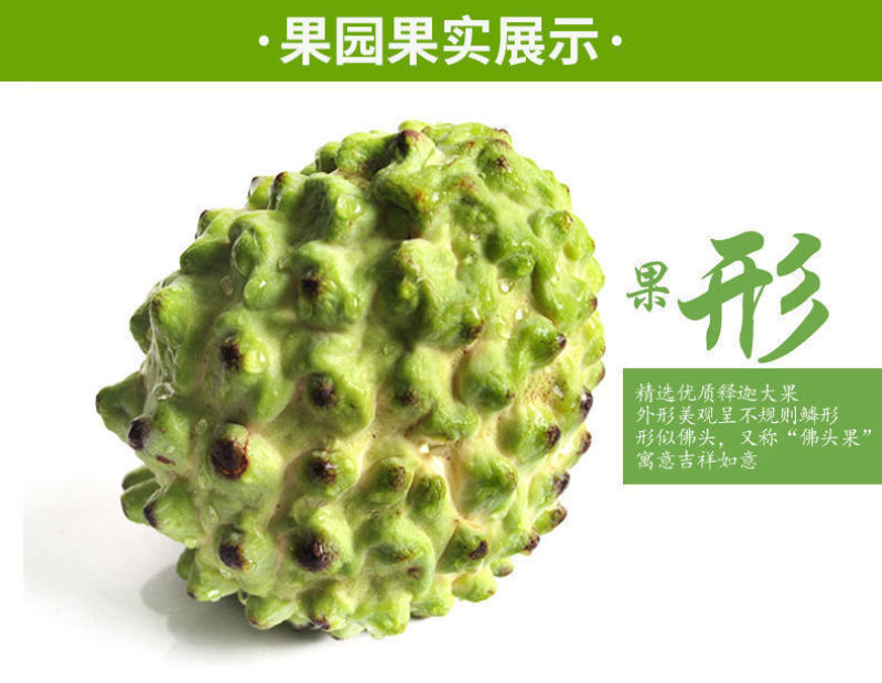 释迦果树苗嫁接台湾凤梨番荔枝苗释迦佛陀果佛头果苗四季