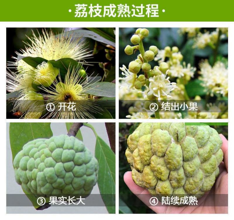 释迦果树苗嫁接台湾凤梨番荔枝苗释迦佛陀果佛头果苗四季