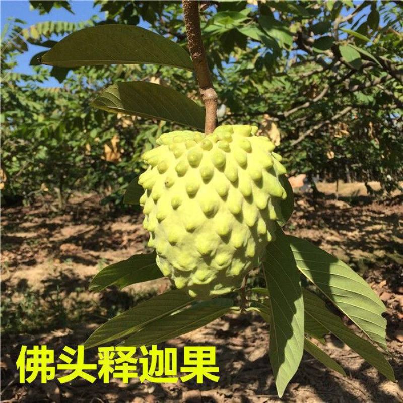 释迦果树苗嫁接台湾凤梨番荔枝苗释迦佛陀果佛头果苗四季