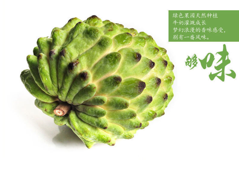 释迦果树苗嫁接台湾凤梨番荔枝苗释迦佛陀果佛头果苗四季