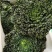 乌塌菜种子塌菜种籽早熟品种耐寒四季种植青菜