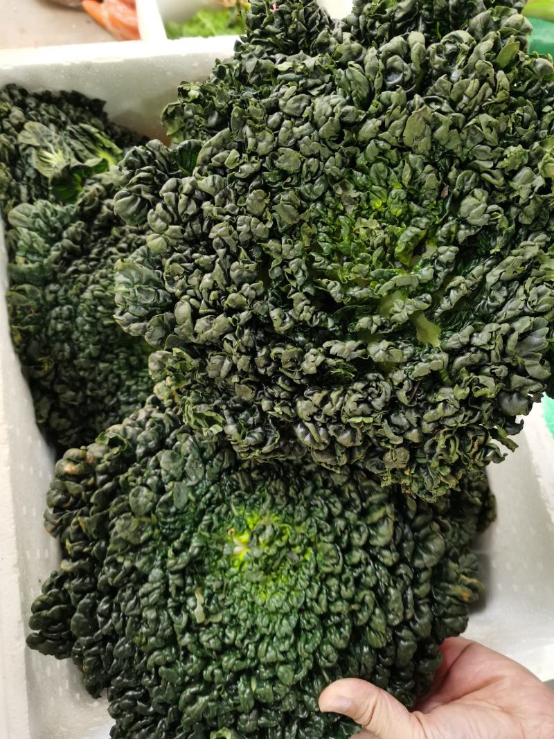 乌塌菜种子塌菜种籽早熟品种耐寒四季种植青菜