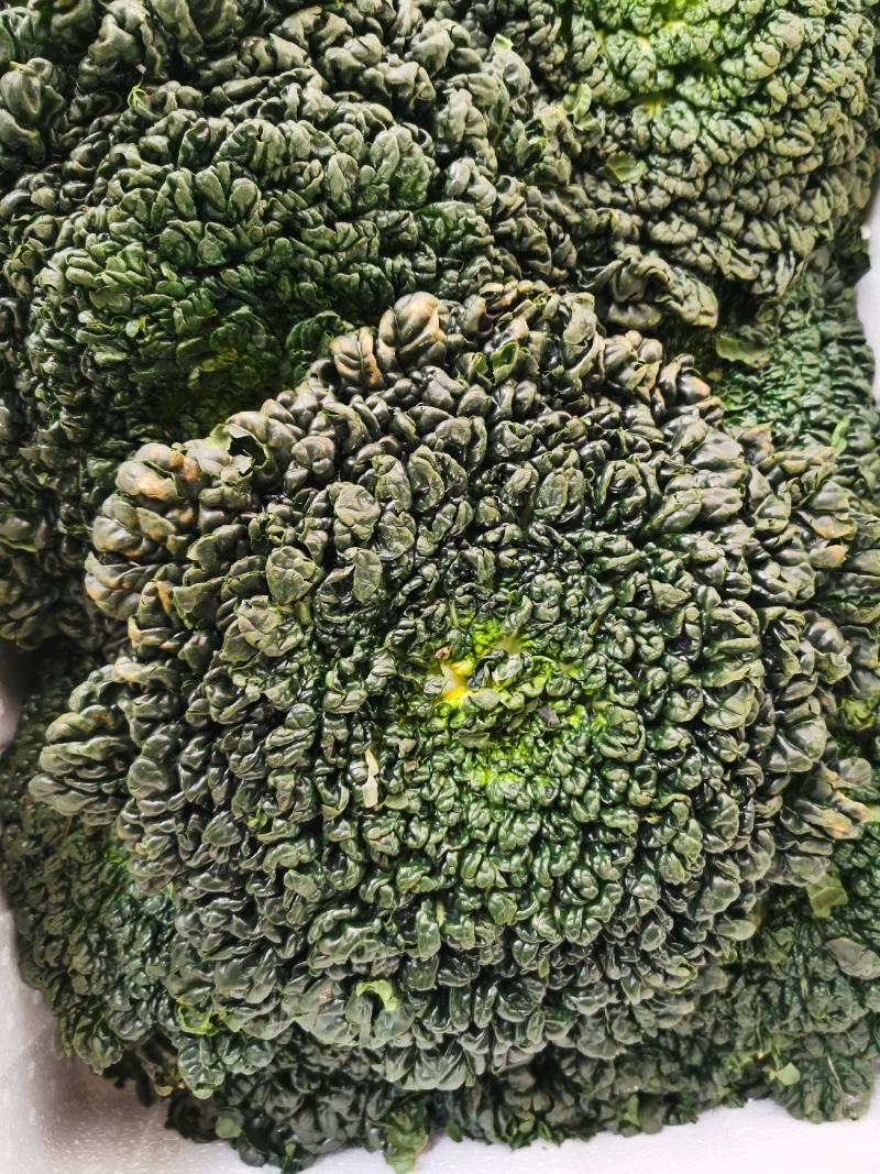 乌塌菜种子塌菜种籽早熟品种耐寒四季种植青菜
