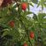 掌叶覆盆子种植基地覆盆子红树莓果苗根系发达易成活
