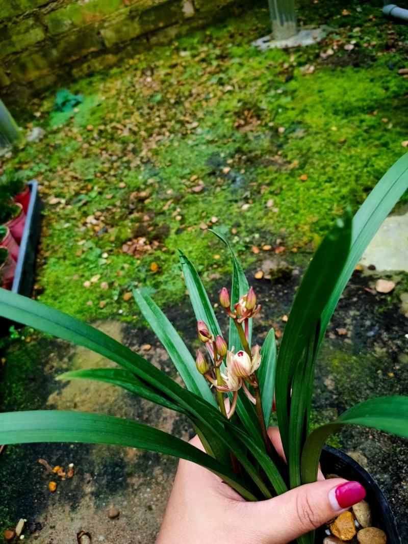 兰花建兰金荷好养浓香荷瓣名品1盆5苗批发