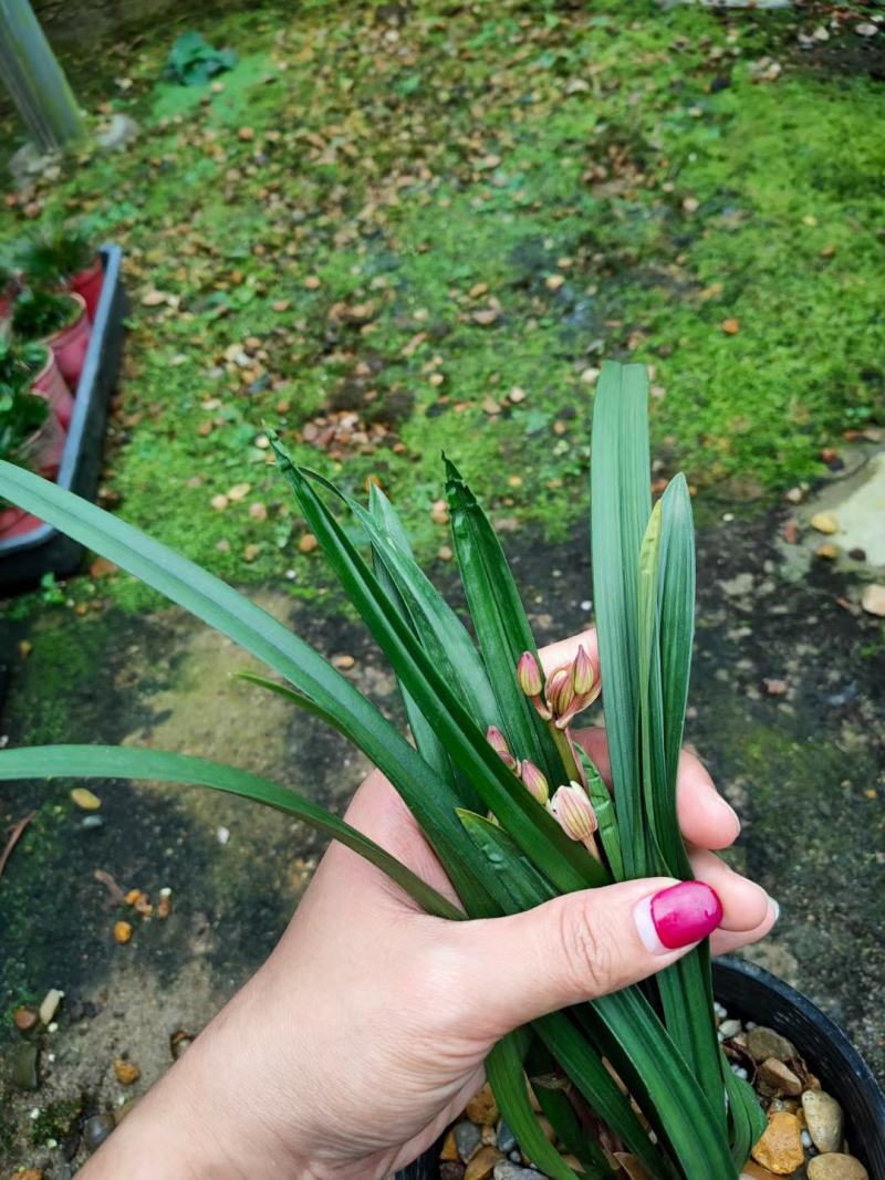 兰花建兰金荷好养浓香荷瓣名品1盆5苗批发