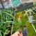 兰花建兰金荷好养浓香荷瓣名品1盆5苗批发