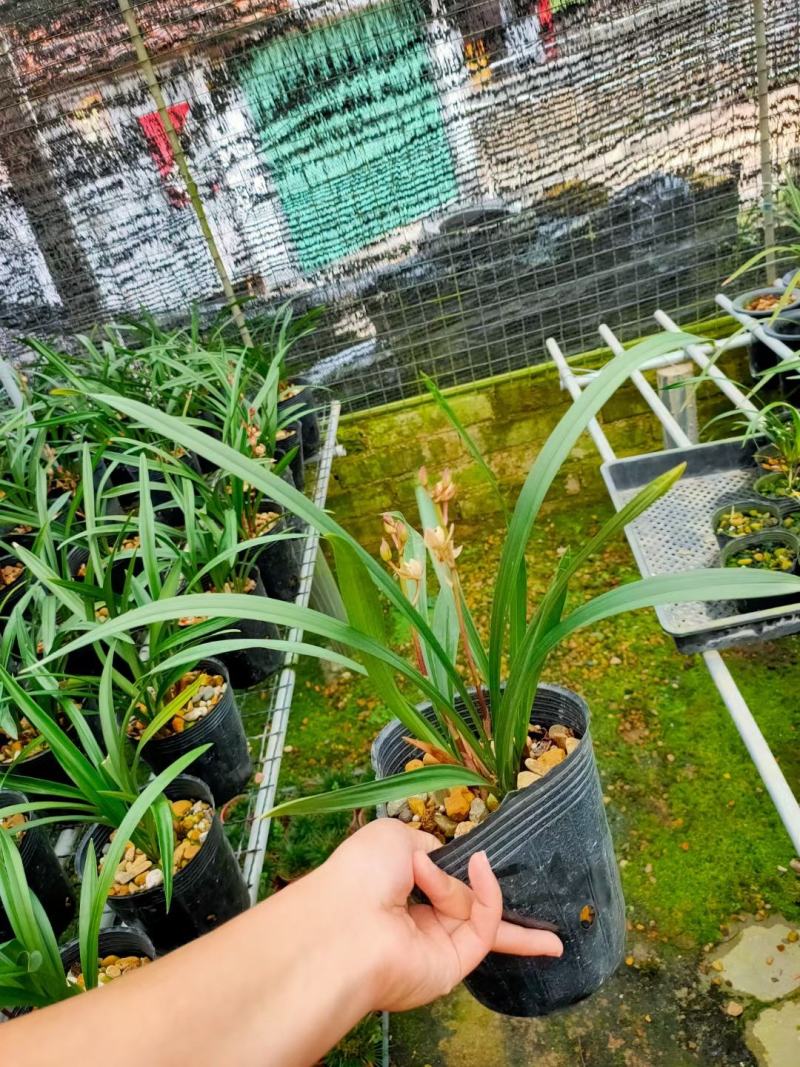 兰花建兰金荷好养浓香荷瓣名品1盆5苗批发