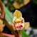 兰花建兰金荷好养浓香荷瓣名品1盆5苗批发