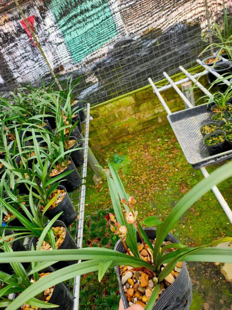 兰花建兰金荷好养浓香荷瓣名品1盆5苗批发