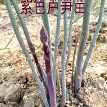 紫芦笋苗美国紫色激情进口紫色芦笋种苗四季高产紫芦笋种根