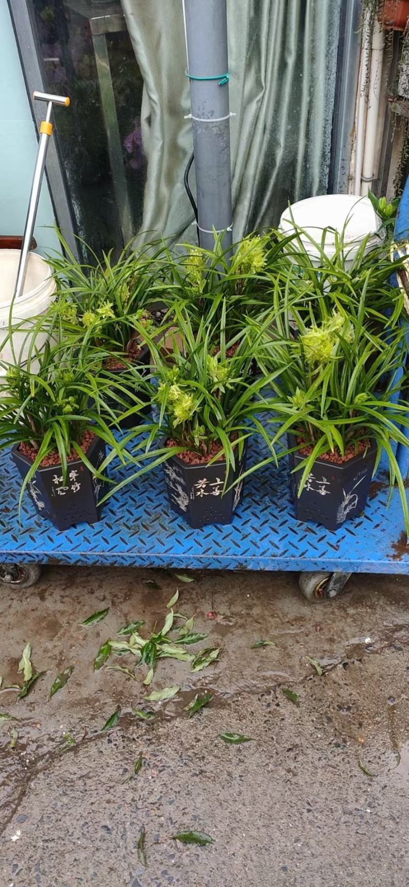 兰花春兰花开富贵浓香奇花大朵按苗算基地批发