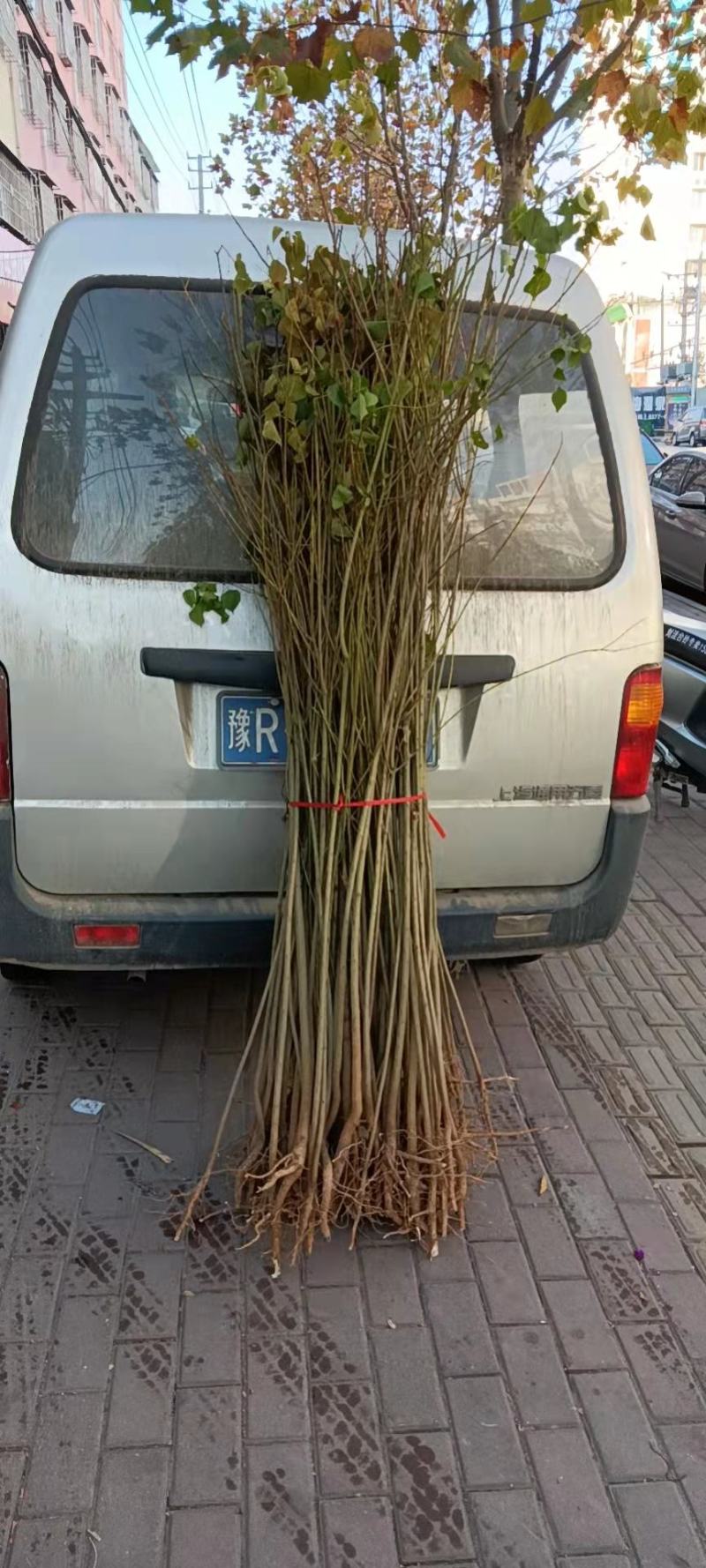 乌桕树苗