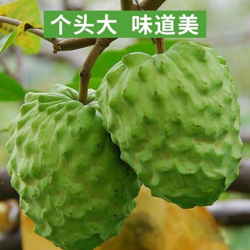 释迦果苗正宗台湾嫁接凤梨释迦果树苗番荔枝带土带叶南方种植