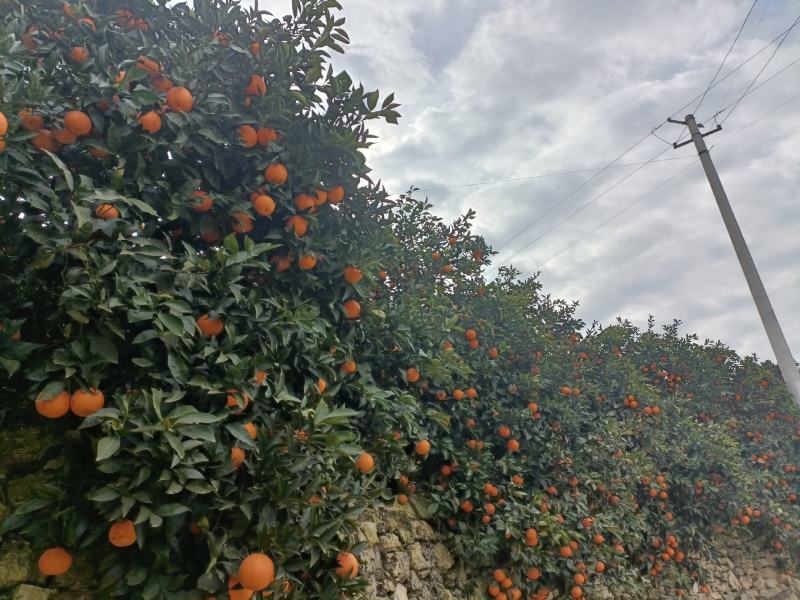 奉节脐橙72-1，长红园红纽荷尔大量有货，欢迎各位老板来