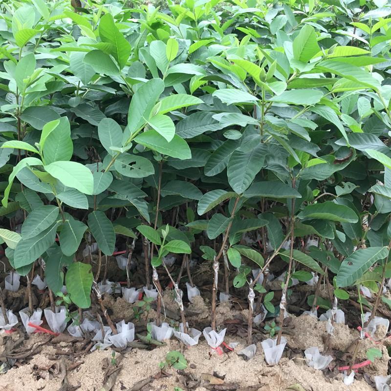 番石榴苗芭乐树苗台湾珍珠番石榴白心红心嫁接苗四季当年带土