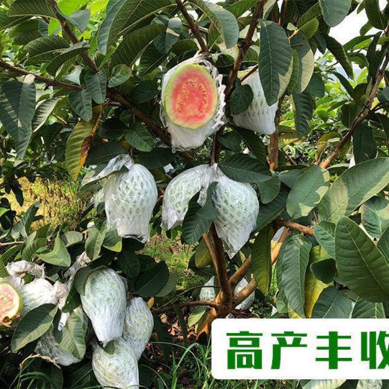 番石榴苗芭乐树苗台湾珍珠番石榴白心红心嫁接苗四季当年带土