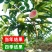 番石榴苗芭乐树苗台湾珍珠番石榴白心红心嫁接苗四季当年带土