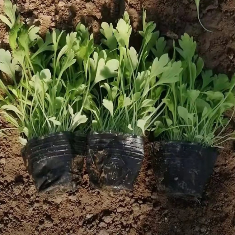 冰岛虞美人一手货源基地直发大量供应