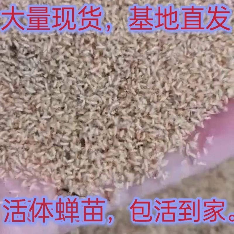 养殖金蝉活体知了猴幼苗爬叉蝉蚁金蝉种子种苗现货热销推荐