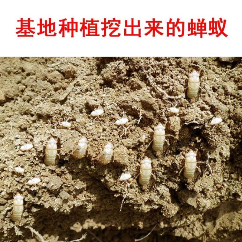 养殖金蝉活体知了猴幼苗爬叉蝉蚁金蝉种子种苗现货热销推荐