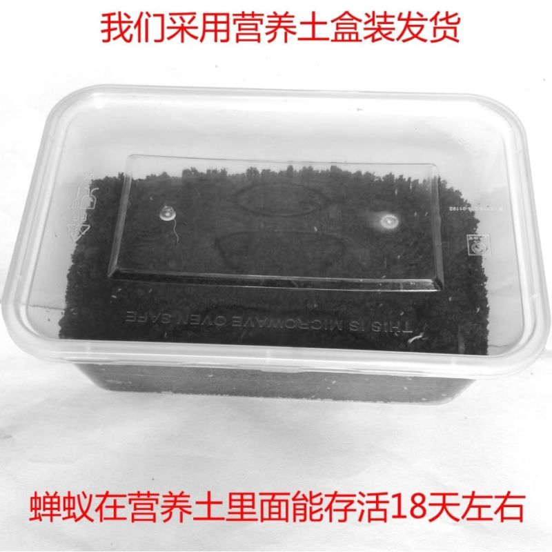 养殖金蝉活体知了猴幼苗爬叉蝉蚁金蝉种子种苗现货热销推荐
