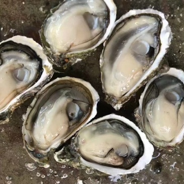 全壳生蚝半壳生蚝