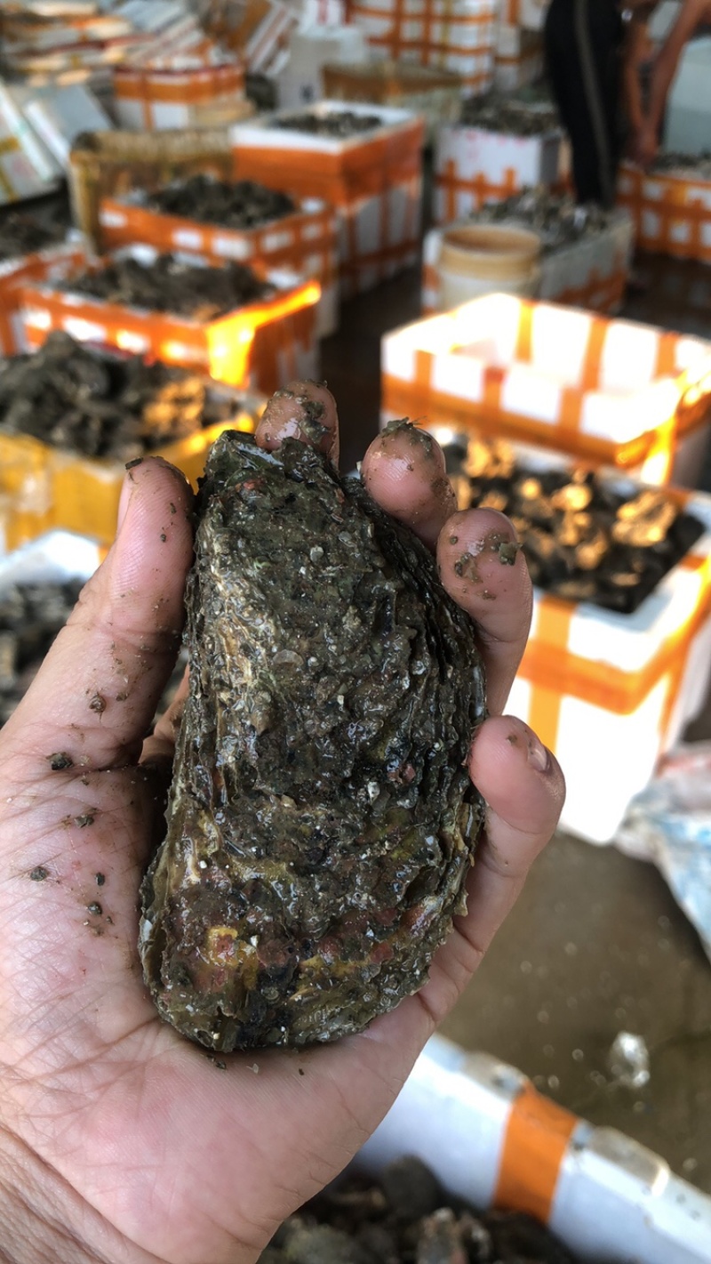 全壳生蚝半壳生蚝