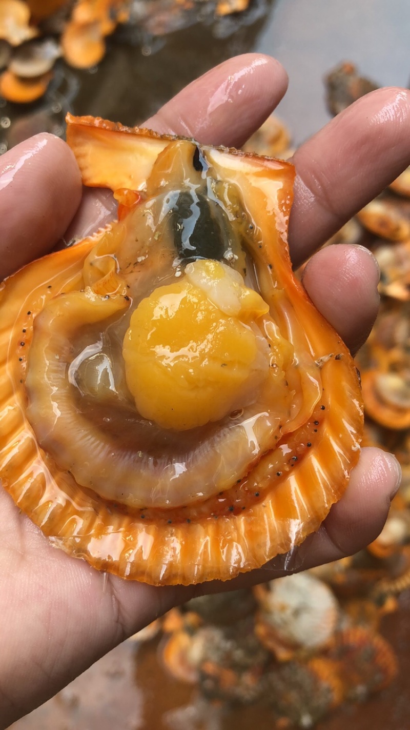 半壳扇贝
