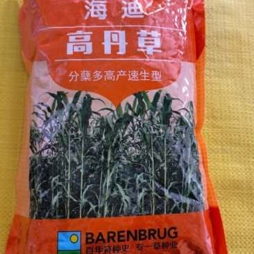杂交高丹王草分叉生长速度快四季高产牧草种子喂猪牛羊鱼兔草