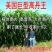 杂交高丹王草分叉生长速度快四季高产牧草种子喂猪牛羊鱼兔草