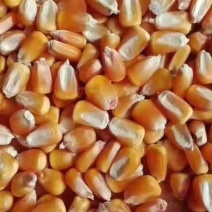养殖户专用玉米精粮，小麦麦夫，面粉