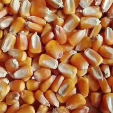 养殖户专用玉米精粮，小麦麦夫，面粉
