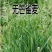 进口牧草种子无芒雀麦种子南北方草籽高产优质牧草耐