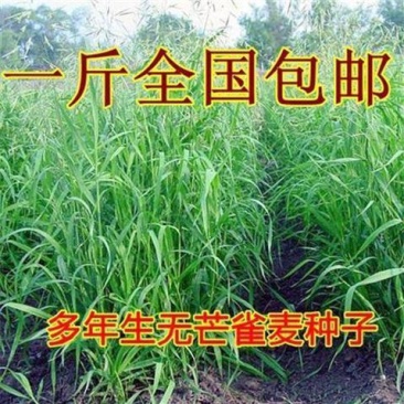 进口牧草种子无芒雀麦种子南北方草籽高产优质牧草耐