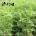 紫云英种子红花草种子养蜂蜜源高产绿肥牧草种子食用野菜种包
