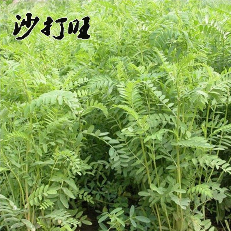 紫云英种子红花草种子养蜂蜜源高产绿肥牧草种子食用野菜种包