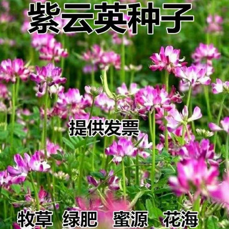 紫云英种子红花草种子养蜂蜜源高产绿肥牧草种子食用野菜种包