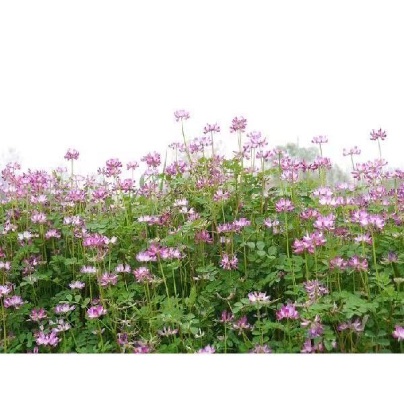 紫云英种子红花草种子养蜂蜜源高产绿肥牧草种子食用野菜种包